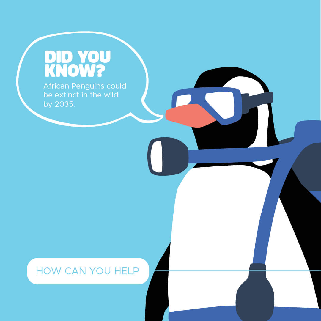 Girls One Piece - Scuba Penguin | Baby Blue